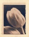 Tulip - Tea toned Cyanotype