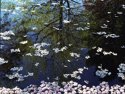 Spring reflections