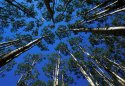 Reaching for the Sky