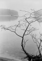 Quabbin - Trees, Shore & Island 06