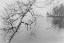Quabbin - Birch & Island 06