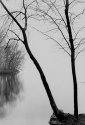 Quabbin - Two Tress 06