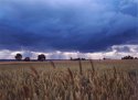 Wheat field
