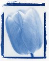 Tulip #1 - Cyanotype Blue
