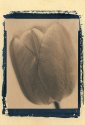 Tulip #2 - Cyanotype Tea toned