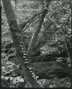 climbing vine