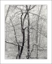 Fog and Early Leaves