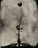 Tulip & Blue Pitcher