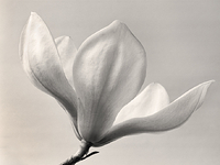 Magnolia (spring)