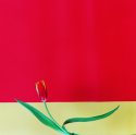 Tulip 1