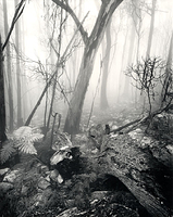 Mist on Mumbulla mountain