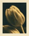 Tulip - Tea toned Cyanotype (revisited)