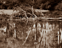 Fallen She-Oak and reflections