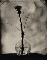 Calla and Round Vase