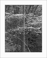 Forest Dogwood