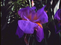 Purple Iris.f64.180mm Nikkor