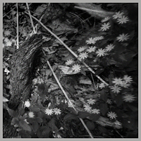 Wild Flowers, Tray Mountain, Georgia