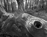 Fallen Tree, Tray Mountain, Georgia