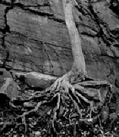 Tree Roots and Rock Wall 2005