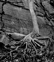 Tree Roots and Rock Wall 2005