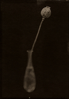 Poppy In Tiffany Vase