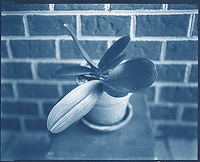 Orchids On My Balcony