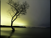 Tree: Winter Night 2006