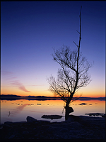 Tree: Dusk Winter 2006