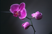 Orchid