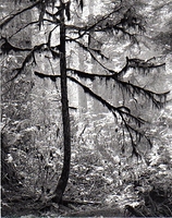 testing Young Hemlock (Hirsch Creek, Kitimat Valley)