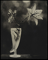 Lillies and Weird Vase