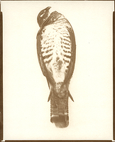 Hawk (front) - Gum Bichromate