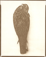 Hawk (back) - Gum Bichromate