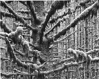 Spruce and Moss, Tlell, Haida Gwaii (Queen Charlotte Islands)