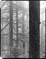 Hemlocks and Fog (Coho Flats, Kitimat Valley)