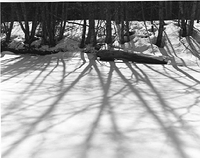 Alder Shadows and Snow (Kitimat River)