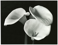 Calla Cluster #2