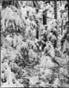 Fresh Snow (Coho Flats, Kitimat Valley)