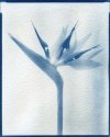 Strelitzia Reginae