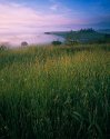 Grasses in a Tuscan Olive grove
