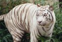 White Bengal Tiger