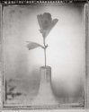 flower and vase 2