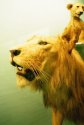Carnivores - Natural History Museum