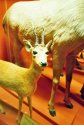 Herbivores - Natural History Museum