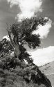 My favorite Ancient Bristlecone