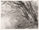 Tea Tree Bend