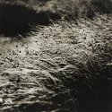 Grass