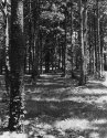 Pine Avenue
