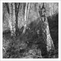 birches in springtime