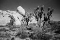 Joshua Trees, Rocks